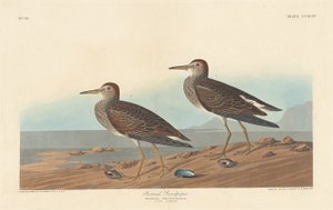 Bröstsnäppa, 1836. av Robert Havell