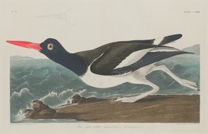 Röd ostronfångare, 1834.