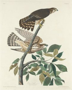 Pigeon Hawk, 1830. av Robert Havell