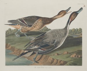 Pin-tailed Duck, 1834. av Robert Havell