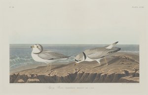 Piping Plover, 1834. av Robert Havell