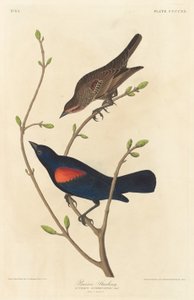 Prairie Starling, 1838. av Robert Havell