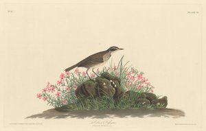 Prairie Titlark, 1830. av Robert Havell