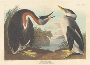Rödhalsad dopping, 1836. av Robert Havell