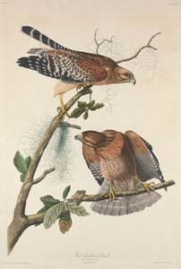 Rödaxlad hök, 1829. av Robert Havell