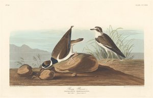 Ringpipare, 1836. av Robert Havell