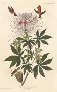 Ruffhalsad kolibri, 1837. av Robert Havell