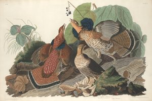 Ruffed Grouse, 1828. av Robert Havell