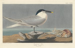 Smörgåstärna, 1835. av Robert Havell
