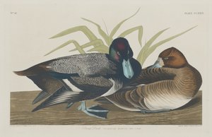 Snäckanka, 1834. av Robert Havell