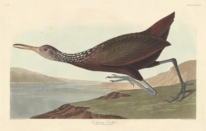 Scolopaceus Courlan, 1837. av Robert Havell