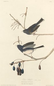 Snöfågel, 1827. av Robert Havell