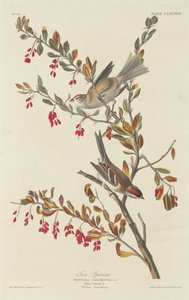 Trädsparv, 1834.