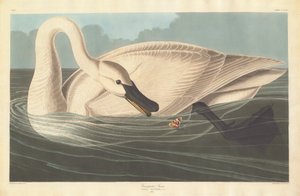 Trumpetersvanen, 1838. av Robert Havell