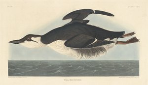 Uria Brunnichii, 1835. av Robert Havell