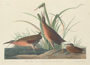 Virginia Rail, 1834. av Robert Havell