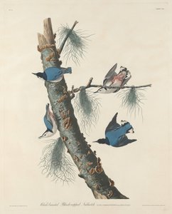Vitbröstad svartkött nötväcka, 1832. av Robert Havell