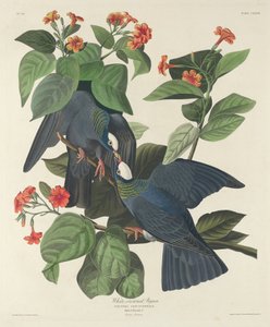 Vitkrönt duva, 1833. av Robert Havell