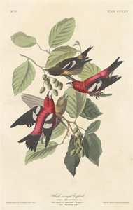 Vitvingad korsnäbb, 1837. av Robert Havell