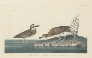 Wilsons Plover, 1834. av Robert Havell
