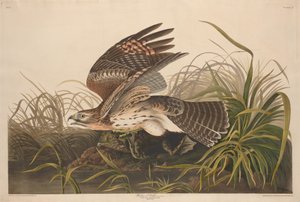 Winter Hawk, 1829. av Robert Havell