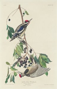 Gulbukad hackspett, 1834. av Robert Havell