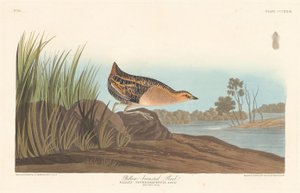 Gulbröstskena, 1836. av Robert Havell