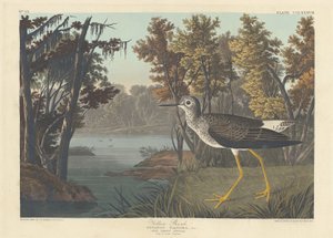 Gul skaft, 1836. av Robert Havell