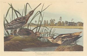 Amerikansk snipa av Robert Havell after John James Audubon