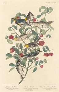 Audubons sångare, eremitsångare och svartstrupad gråsångare av Robert Havell after John James Audubon