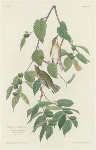 Höstsångare av Robert Havell after John James Audubon