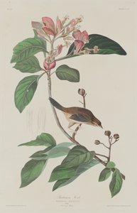 Bachmans Finch av Robert Havell after John James Audubon