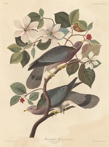 Bandsvansduva av Robert Havell after John James Audubon