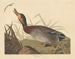 Bemakulerad anka av Robert Havell after John James Audubon