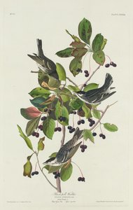 Black-Pool sångare av Robert Havell after John James Audubon