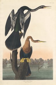 Svartbukad Darter av Robert Havell after John James Audubon