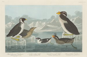 Svartstrupig sillgrisslor, nobbnäbbad alk, krullfågel och hornnäbb av Robert Havell after John James Audubon
