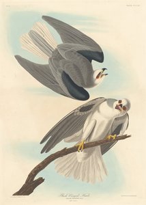 Svartvingad hök av Robert Havell after John James Audubon