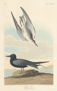 Svart tärna av Robert Havell after John James Audubon