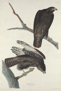 Svart krigare av Robert Havell after John James Audubon