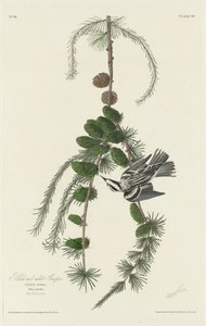 Svart och vit creeper av Robert Havell after John James Audubon