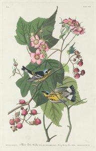 Svart och gul sångare av Robert Havell after John James Audubon