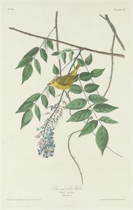 Blåögd gul sångare av Robert Havell after John James Audubon