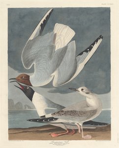 Bonapartisk mås av Robert Havell after John James Audubon