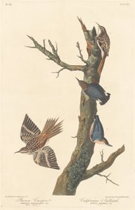 Brown Creeper och Californian Nuthatch av Robert Havell after John James Audubon