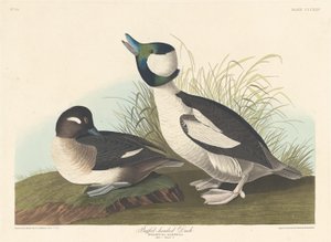 Buffel-headed Anka av Robert Havell after John James Audubon