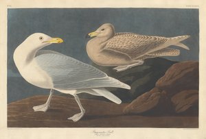 Borgmästare Gull av Robert Havell after John James Audubon