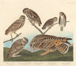Grävuggla, Storhuvad Grävuggla och Lilla Nattuggla av Robert Havell after John James Audubon