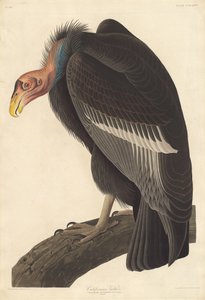 Kalifornisk gam av Robert Havell after John James Audubon
