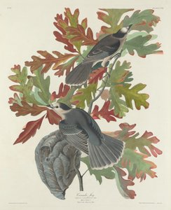 Kanada Jay av Robert Havell after John James Audubon